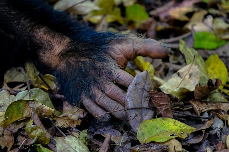 Chimpanzee Touching Withered Leaves On Forest Ground