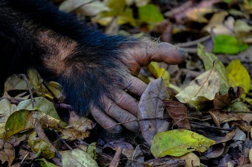 Free Crop unrecognizable chimpanzee touching withered yellow and green leaves on forest ground in daytime Stock Photo