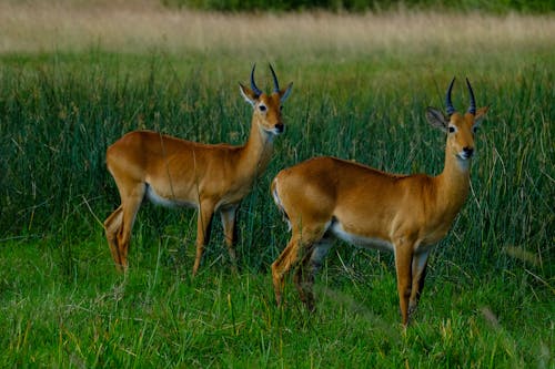 Gratis lagerfoto af antilope, bane, biologi