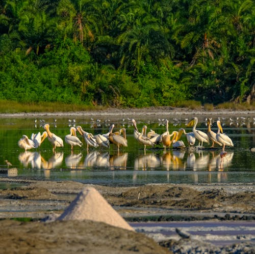 Flock of great white pelicans standing in water of calm lake surrounded by lush green tropical trees on sunny day
