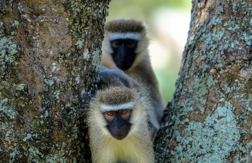 Free Cute fluffy vervet monkeys sitting on tree trunk and looking at camera on sunny day in forest Stock Photo