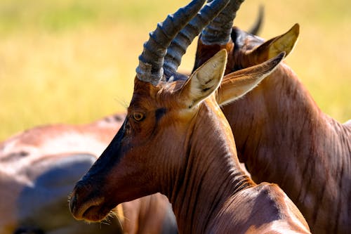 Gratis lagerfoto af afrika, alcelaphus buselaphus caama, antilope
