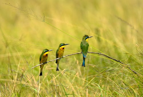 Adorable little bee eater birds with colorful plumage sitting on twin in green grassy field and looking away
