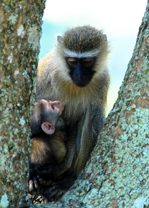 Free Adorable female vervet monkey with baby sitting on tree trunk on sunny day in park Stock Photo