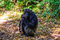 Funny hairy black chimpanzee sitting on ground covered with fallen leaves and looking at camera in forest on sunny day