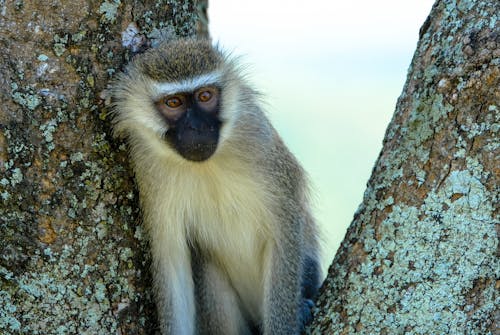 Fluffy Chlorocebus pygerythrus monkey sitting on tree trunk and looking at camera attentively on sunny day in park
