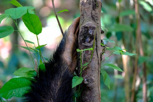 Fotos de stock gratuitas de al aire libre, animal, árbol