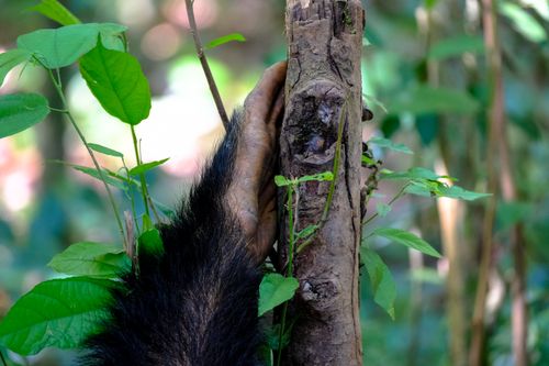 Free Crop hairy monkey crawling on tree growing in lush green forest on sunny day Stock Photo