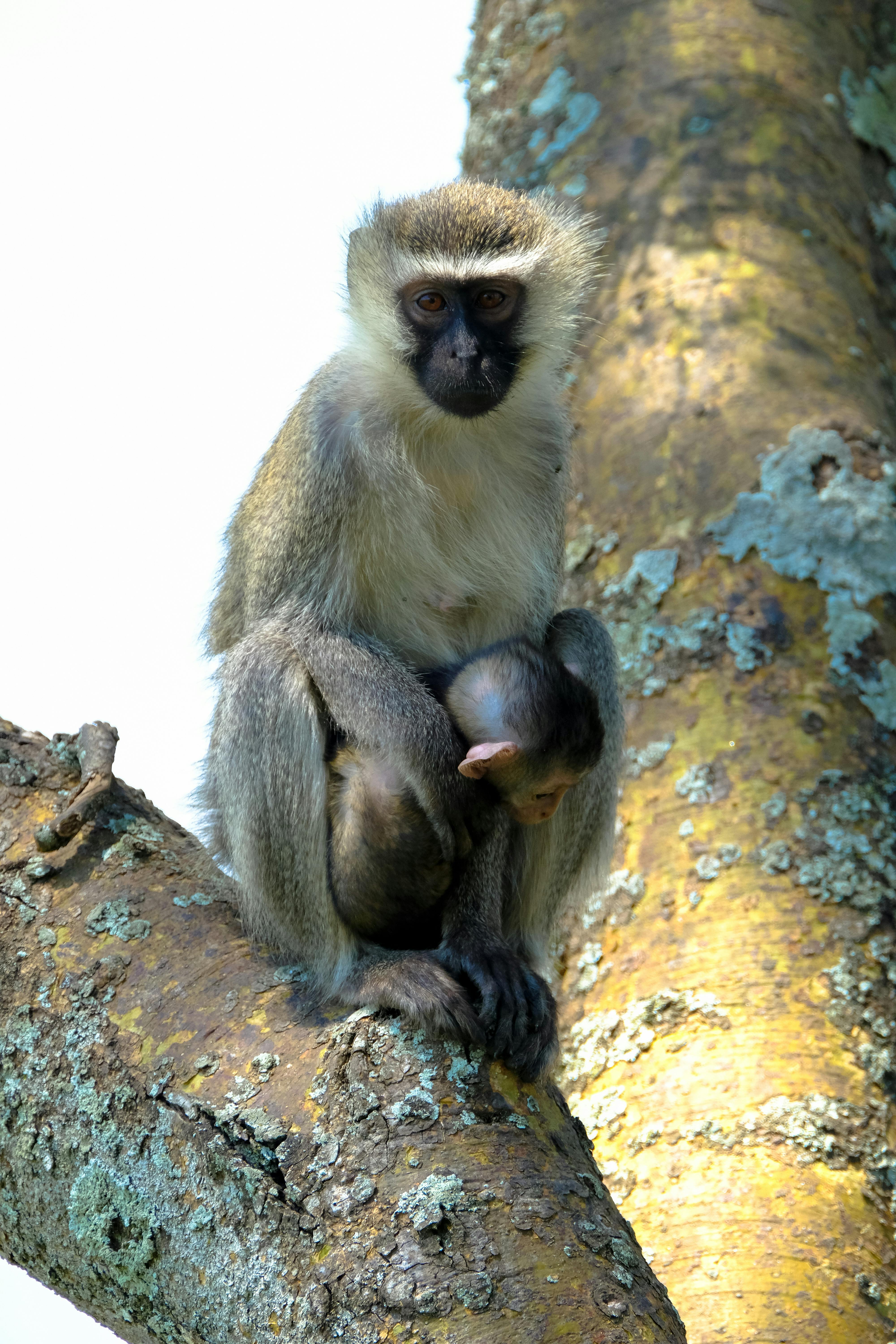 918 imágenes, fotos de stock, objetos en 3D y vectores sobre Vervet monkey  isolated