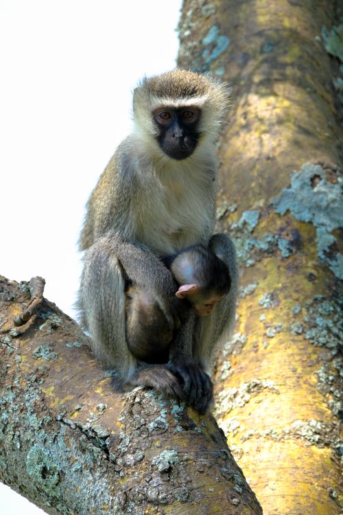 Free Attentive hairy female vervet monkey with baby sitting on tree trunk with dry bark and looking at camera with curiosity Stock Photo