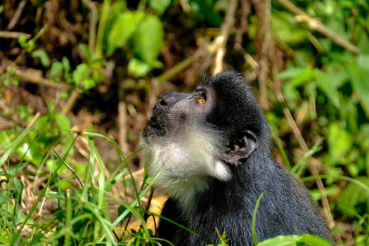 Curious Macaca monkey looking up attentively in forest