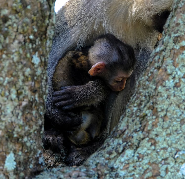 Mother Monkey Embracing Baby While Sitting Together On Tree