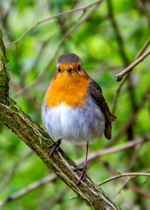 Free Selective Focus Photo of a Cute European Robin Perched on a Branch Stock Photo