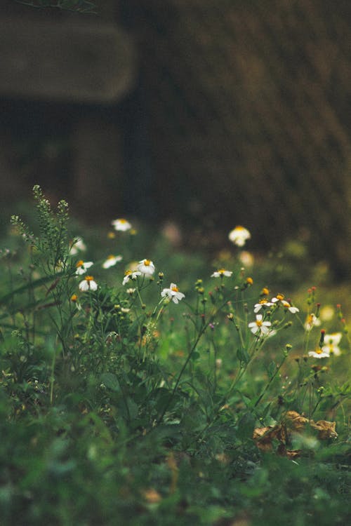 Ücretsiz bahar, bitki örtüsü, bitkiler içeren Ücretsiz stok fotoğraf Stok Fotoğraflar