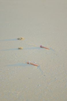 starfish photo