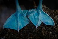 From above of crop Sula nebouxii marine bird with blue feet standing in rough stone