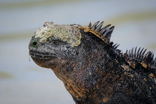 Large Amblyrhynchus cristatus iguana looking away in nature