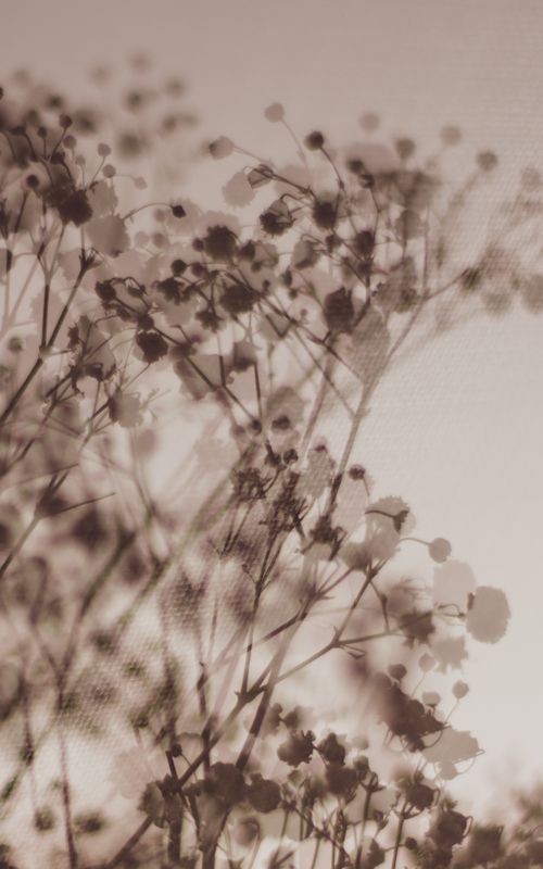 Free Artistic sepia-toned floral double exposure capturing delicate blossoms and stems. Stock Photo