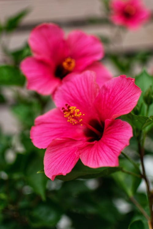 Close-Up Shot of Pink Hawaiian Hibiscus Blooming