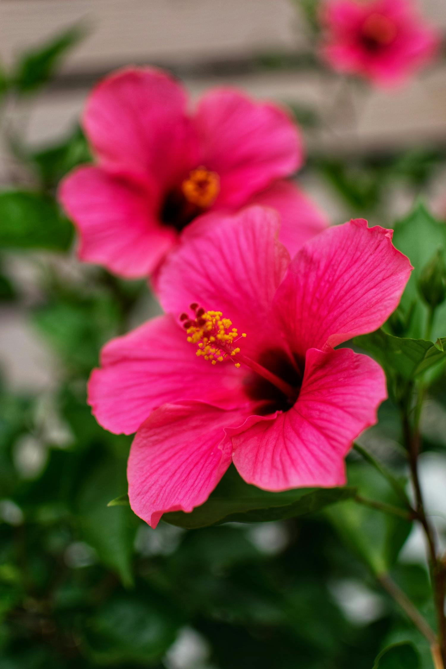 Close-Up Shot of Pink Hawaiian Hibiscus Blooming · Free Stock Photo