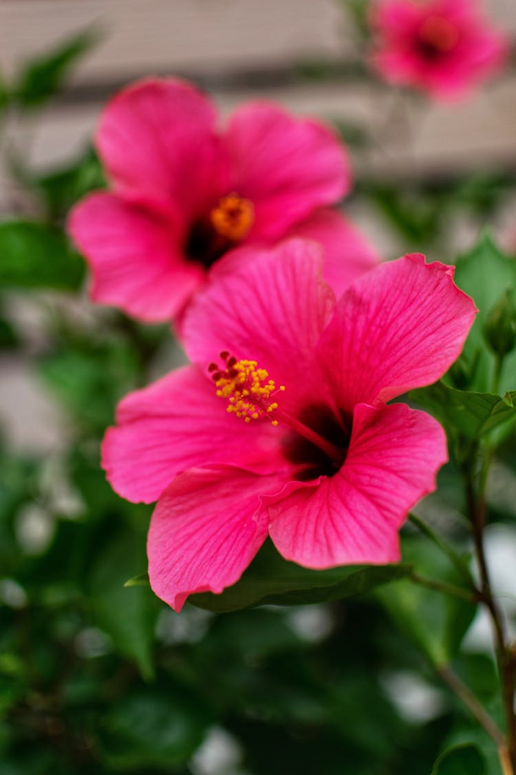 Close-Up Shot Of Pink Hawaiian Hibiscus Blooming