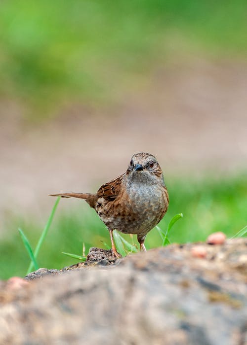 Foto stok gratis bangsa burung, binatang, burung