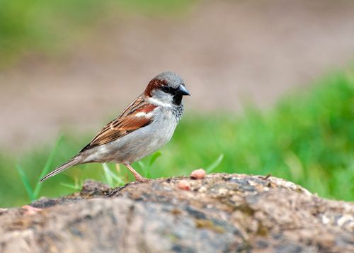 Free A close-up image of a sparrow perched on a rock in an outdoor setting with a blurred background. Stock Photo