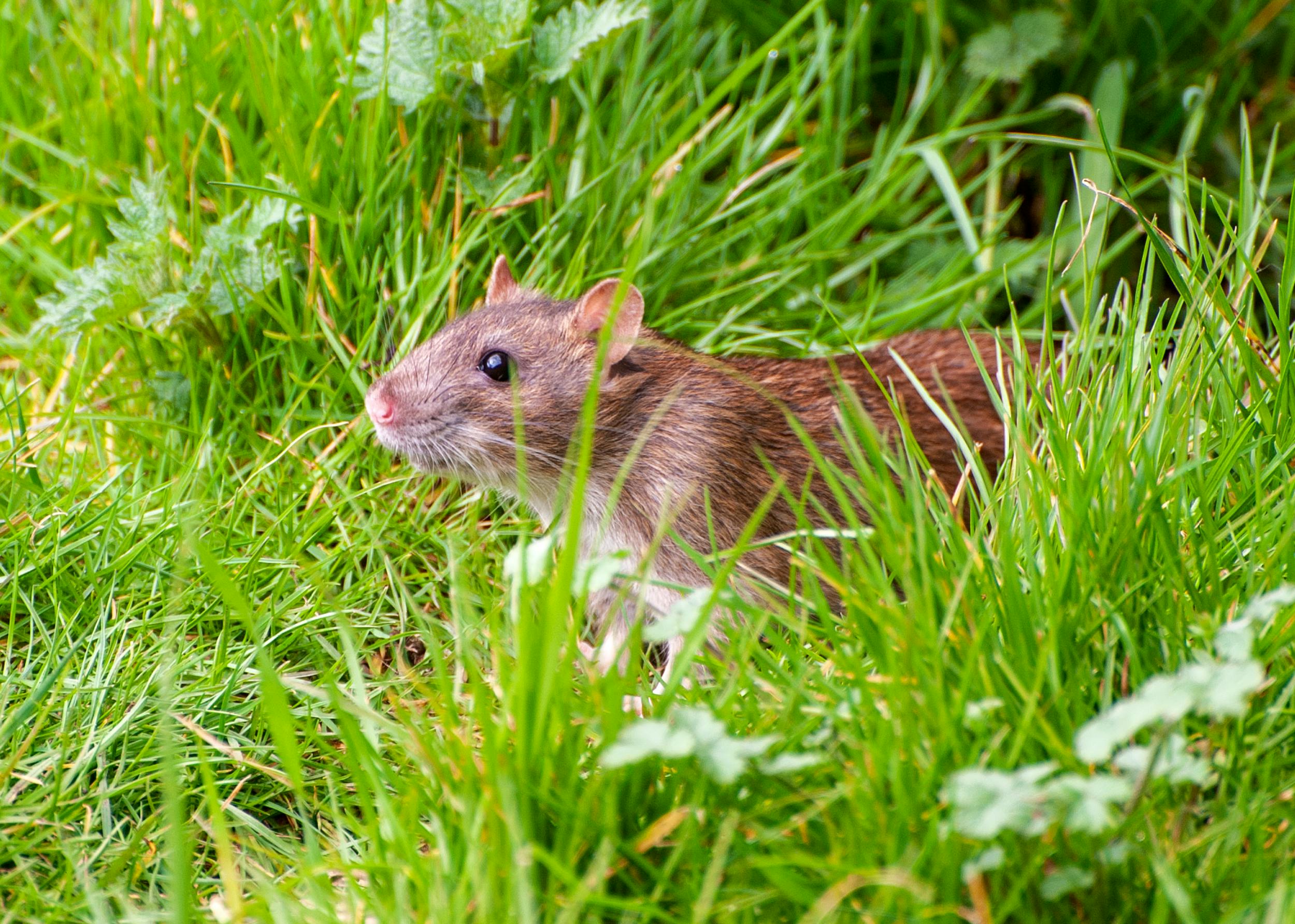 rat in garden - rat problem in garden