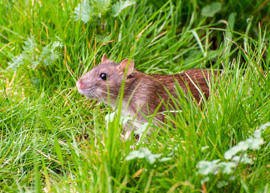 Rat Control in Jacksonville, FL