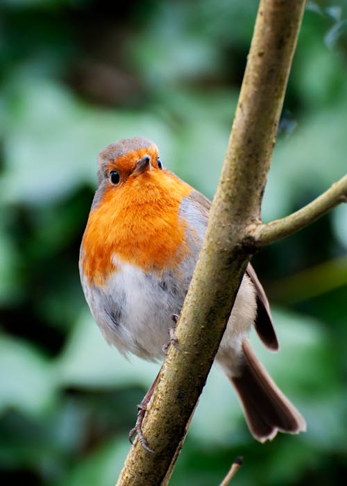 Macro Shot of a European Robin Perched on a Twig