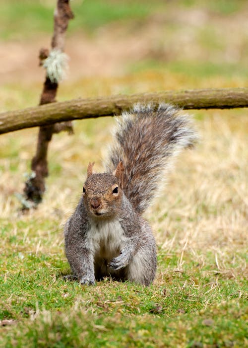 Close-Up Shot of a Squirrel Sitting on a Field