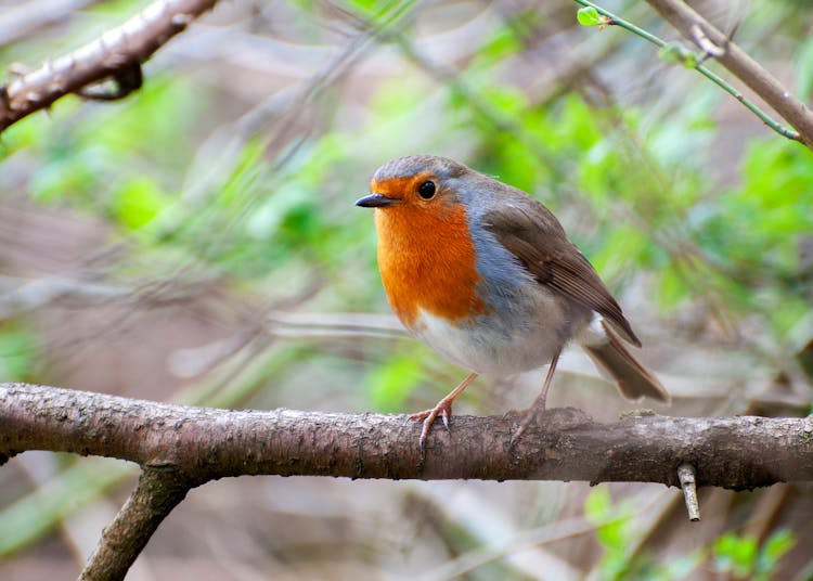 Macro Shot Of A European Robin Perched On A Twig