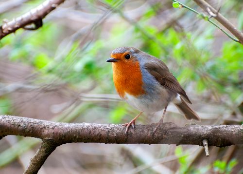 Free Close-up of a European robin perched on a branch with a vibrant blurred background. Stock Photo