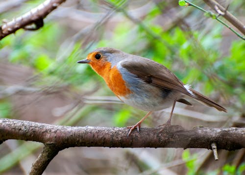 Macro Shot of a European Robin Perched on a Twig