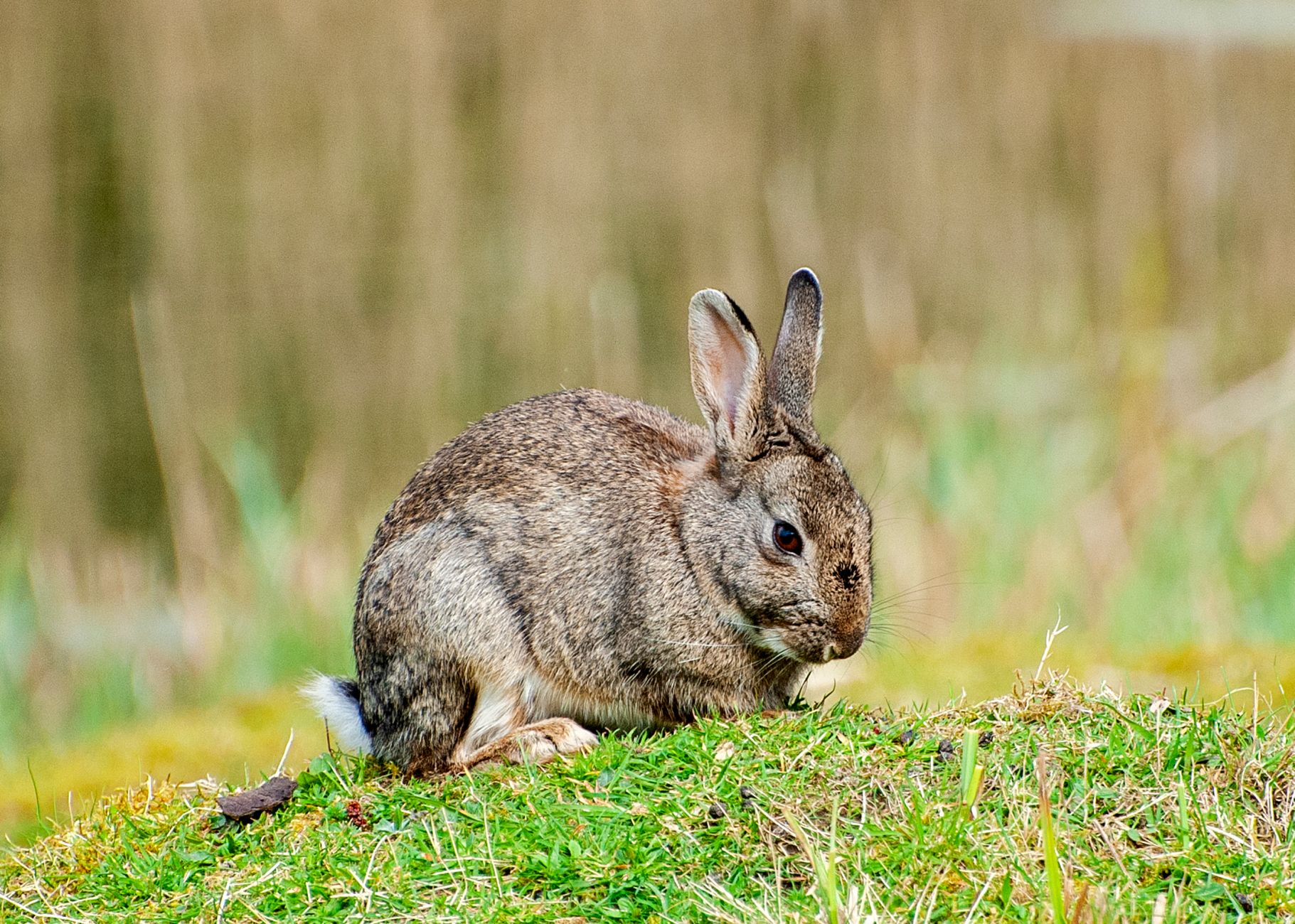 The Rabbit