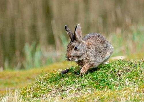 Free Close-up of a wild rabbit on grass in a natural setting, capturing wildlife essence. Stock Photo