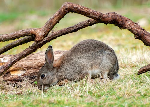 Free Close-Up Shot of a Rabbit on a Grassy Field under a Wood Stock Photo