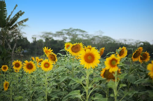 Immagine gratuita di campo di girasoli, cielo azzurro, giardino di girasole