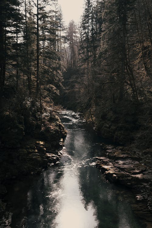 River in the Middle of Forest