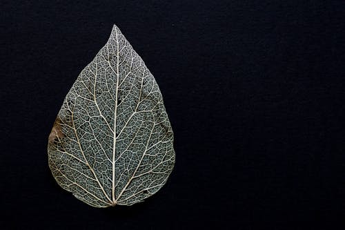 Imagine de stoc gratuită din frunză, frunză uscată