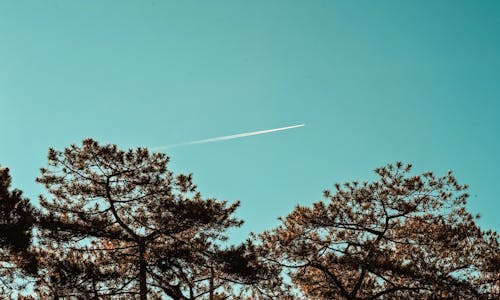 Green Leaf Trees Under Blue Sky