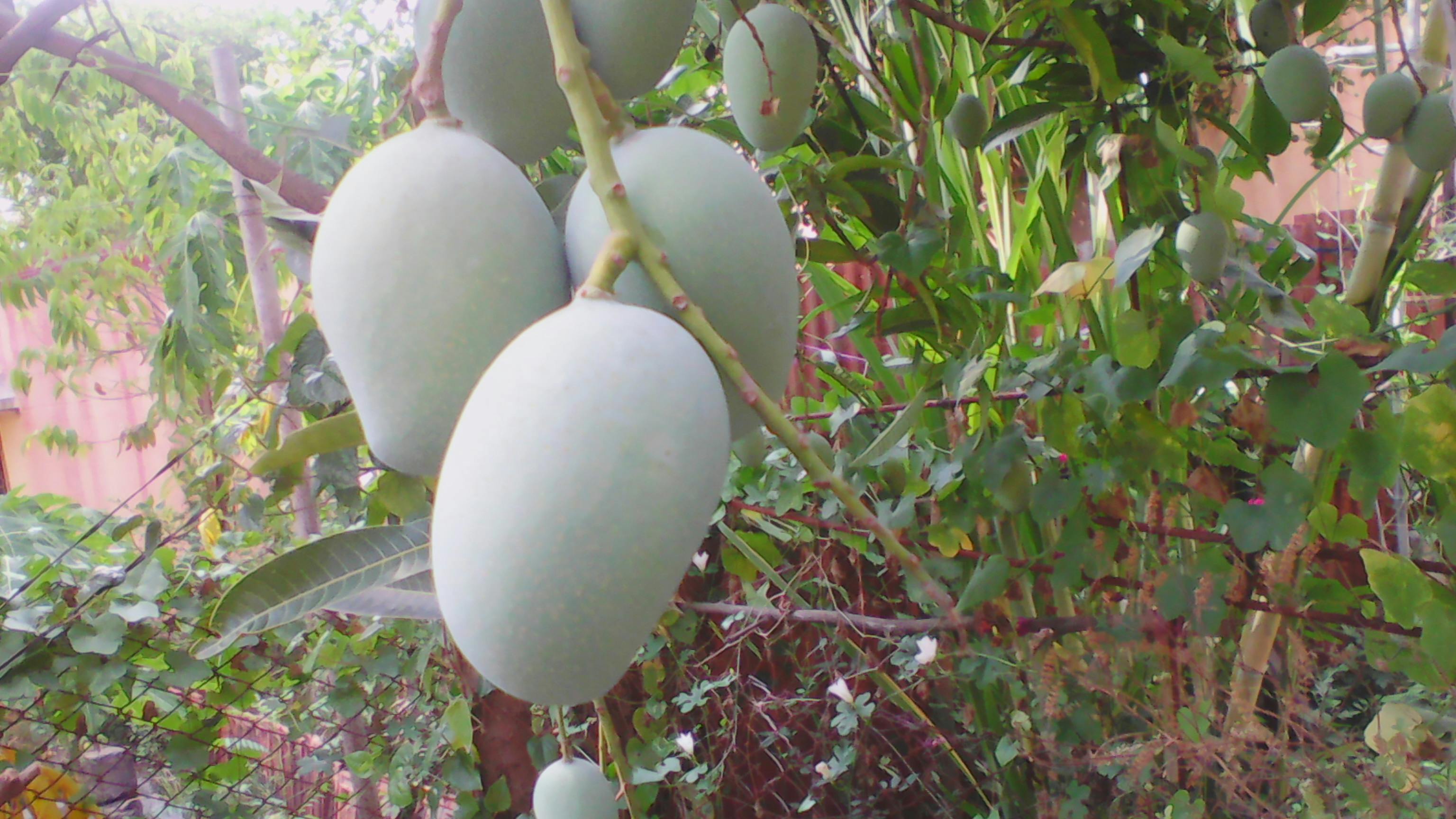 Free stock photo of green mangoes, landscape, mango