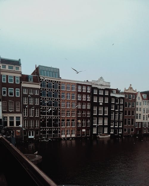 Foto profissional grátis de Amsterdã, ave, canal