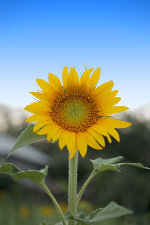 Close-up of a Sunflower