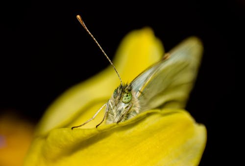 Free Macro Shot of a Butterfly Stock Photo