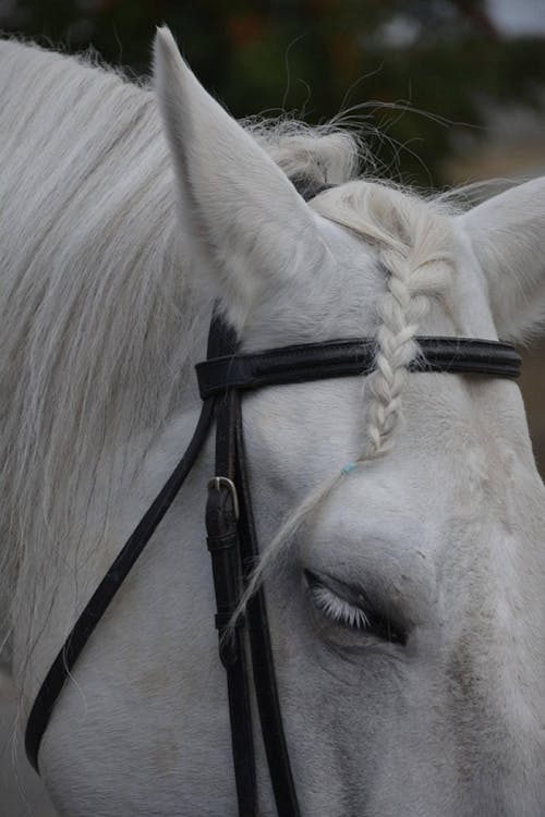 White Horse in Close Up Photography