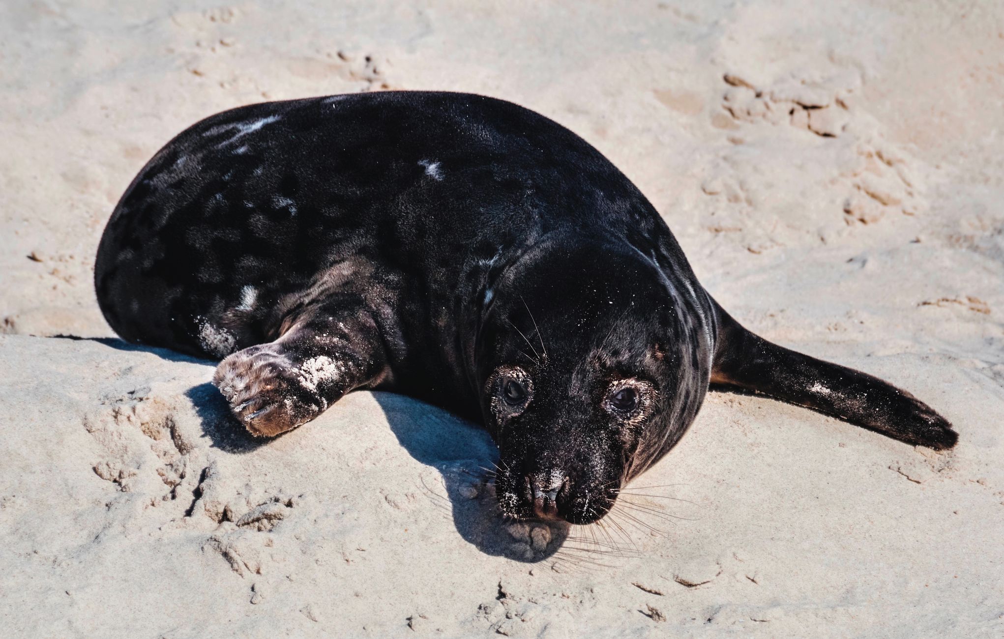 Discussie over zeehondentochten in waddengebied