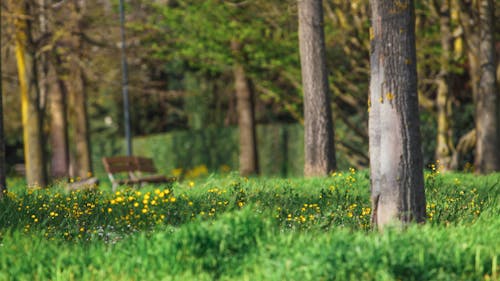 Foto d'estoc gratuïta de arbres, banc, banc de fusta