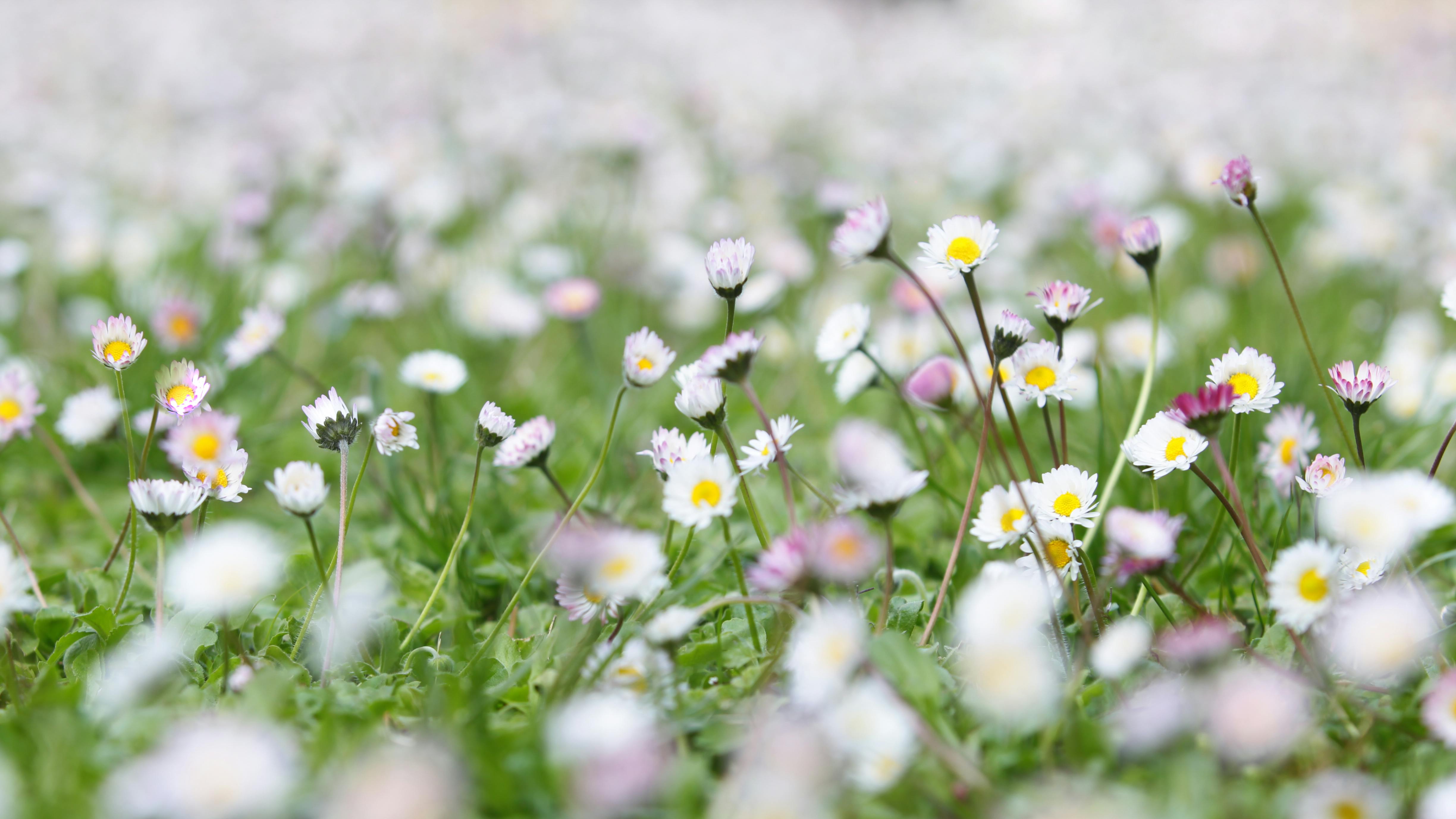 Spring Landscape With Flowering Flowers On Meadow Stock