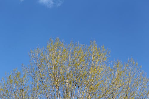 Foto d'estoc gratuïta de cel blau, clar cel blau